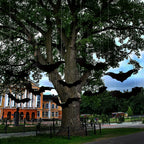image4