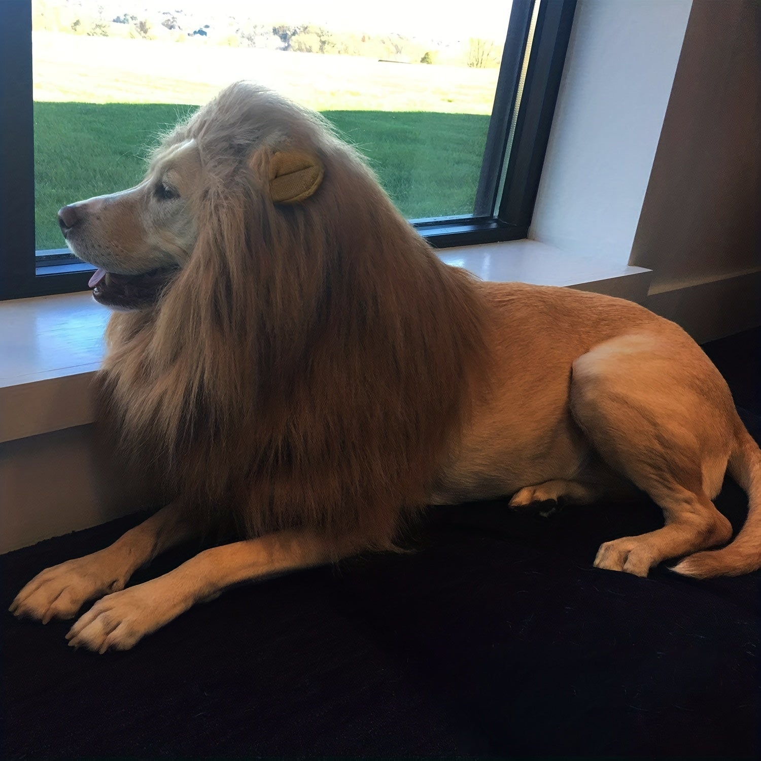 Golden retriever wearing HighPeak lion mane costume, lounging by window on black surface - realistic plush mane effect