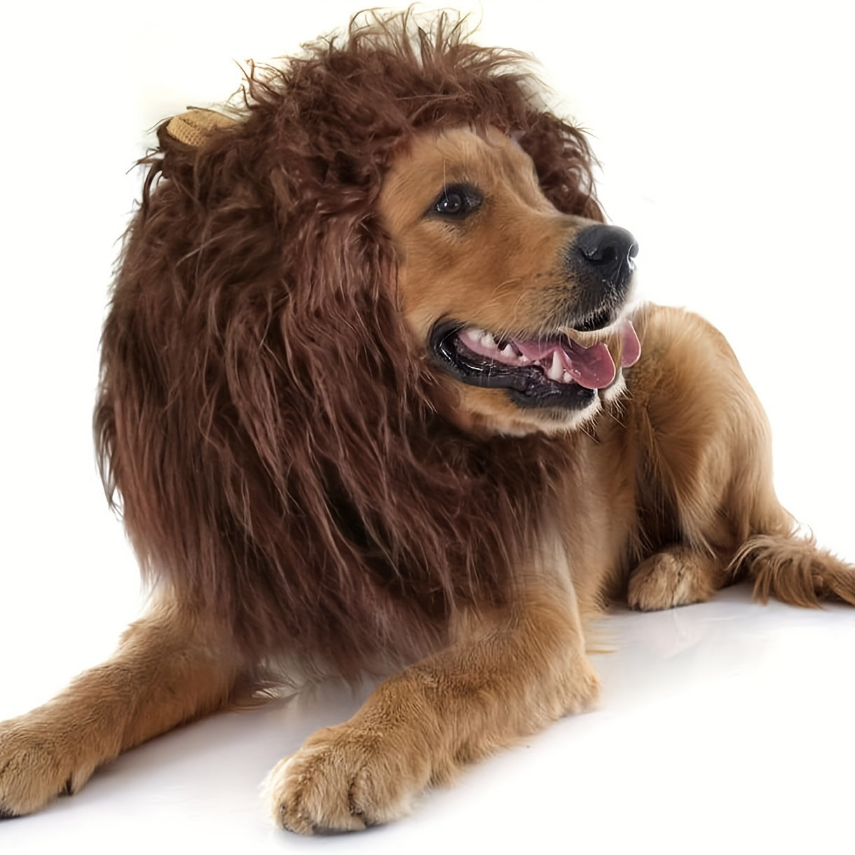 Happy Golden Retriever wearing brown Lion Mane Dog Costume, lying down on white background with playful expression