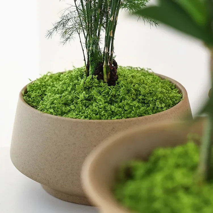 Artificial Decorative Moss close-up of green moss around plant stems in a rounded beige pot.