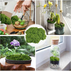 Artificial Decorative Moss styling collage featuring a succulent bowl, flowerpots, shallow planter, and glass bottle.
