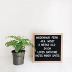 Felt Letter Board in black beside a potted fern with a newborn milestone message in white letters.