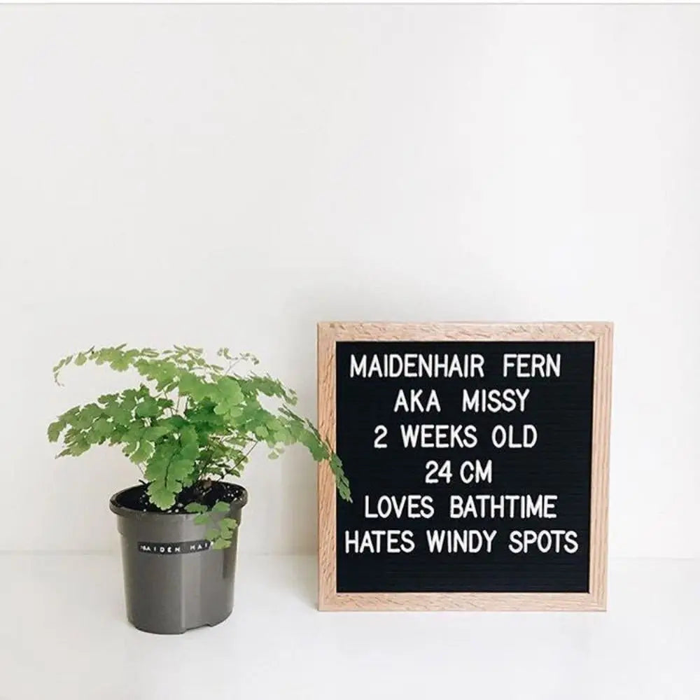 Felt Letter Board in black beside a potted fern with a newborn milestone message in white letters.