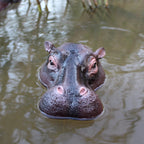 Floating Hippo Pond Decor close-up front view of the floating hippo face with water droplets on its textured surface.