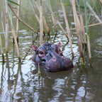 Floating Hippo Pond Decor three-quarter front view of the brown hippo head floating among upright green reeds.