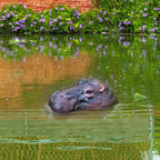 Floating Hippo Pond Decor left-facing hippo head floating in a garden pond with flowers and a brick wall behind it.