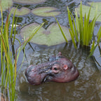 Floating Hippo Pond Decor left-facing hippo head floating in a pond among lily pads and green aquatic leaves.