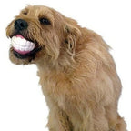 Funny Teeth Dog Balls held by a shaggy tan dog, creating a comical white-toothed grin.
