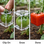 Cube fruit mold process from clipping onto young fruit to a square tomato