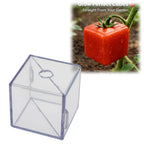 Cube Fruit Shaping Mold with a square tomato growing example