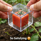 Clear cube fruit shaping mold clipped around a growing tomato