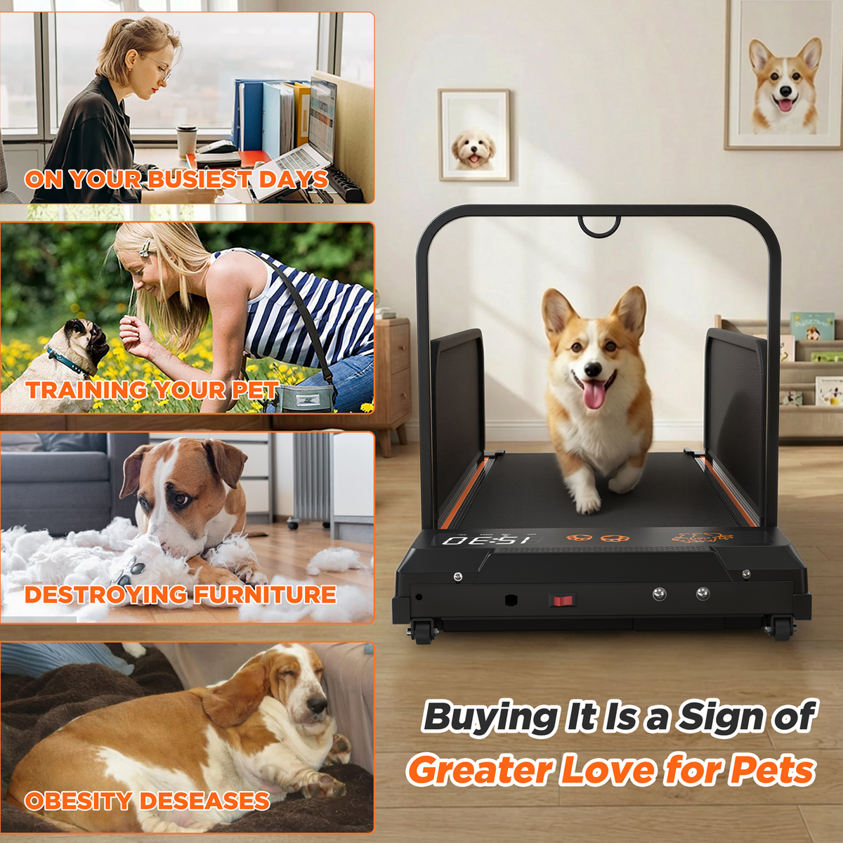 Front view of a corgi on the Indoor Dog Treadmill with pet routine illustration panels