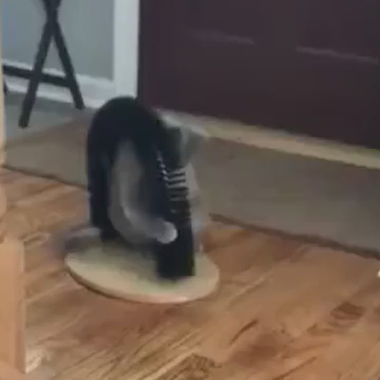 Cat Arch Groomer