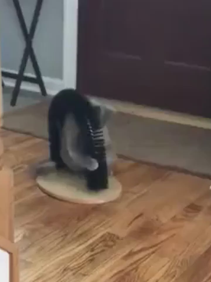 Cat Arch Groomer