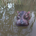 Floating Hippo Pond Decor