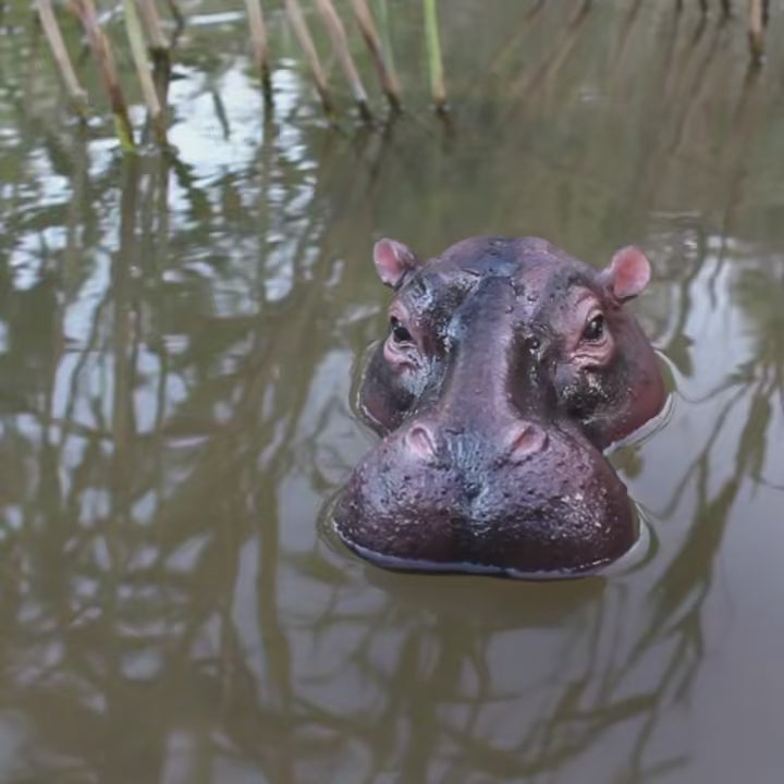 Floating Hippo Pond Decor