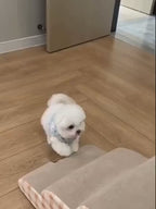 Dog Couch Stairs