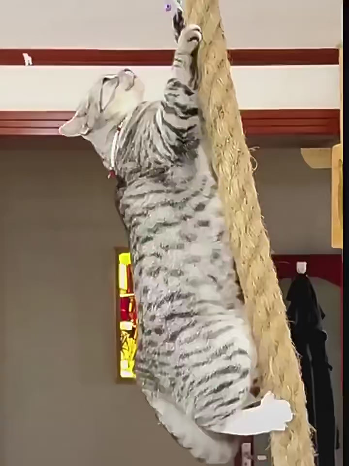 Cat Climbing Rope