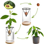 Seed Germination Racks showing the avocado seed water-germination growth cycle