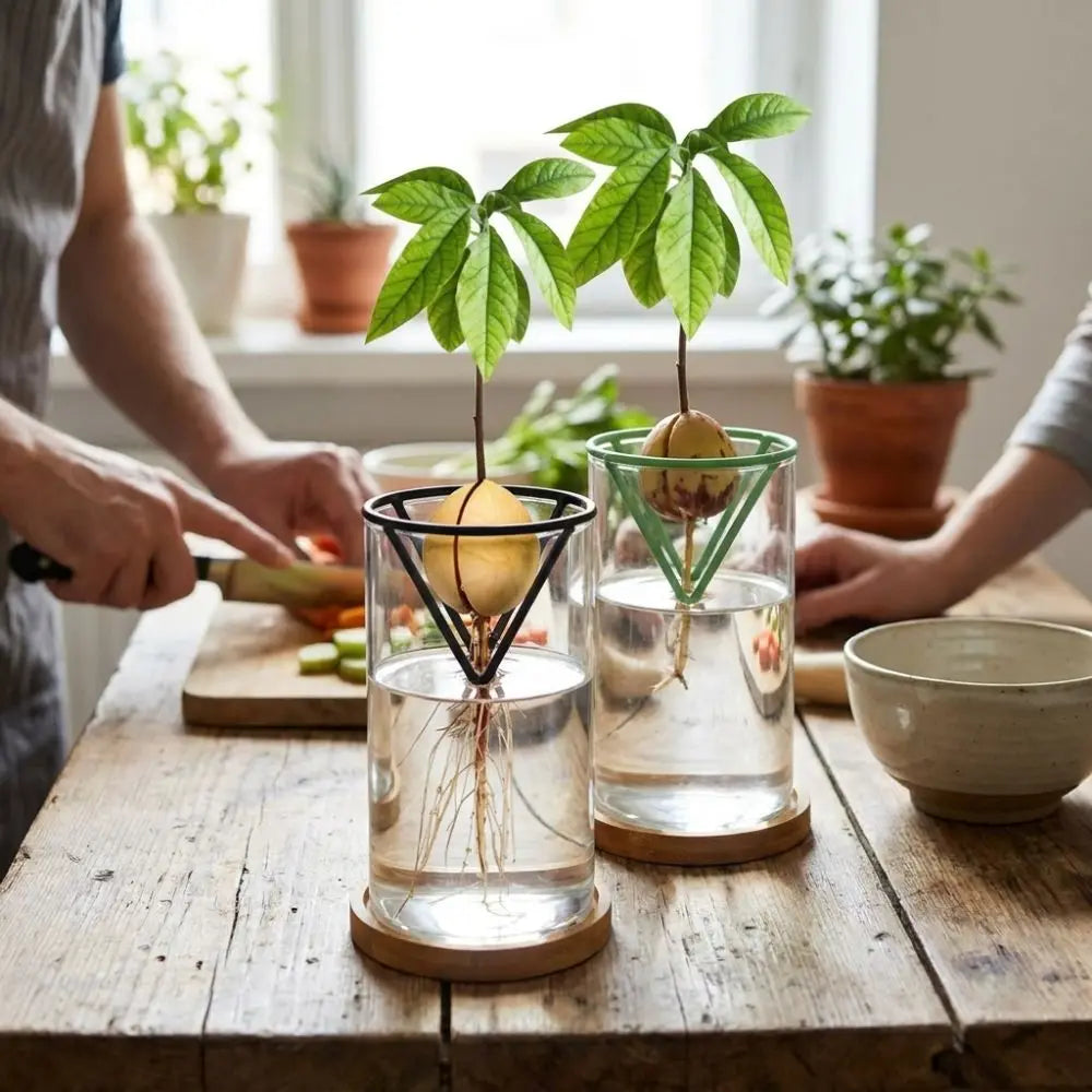 Seed Germination Racks in black and green holding sprouted avocado seeds above water