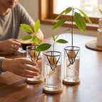 Seed Germination Racks supporting three seeds at different stages of root and shoot growth