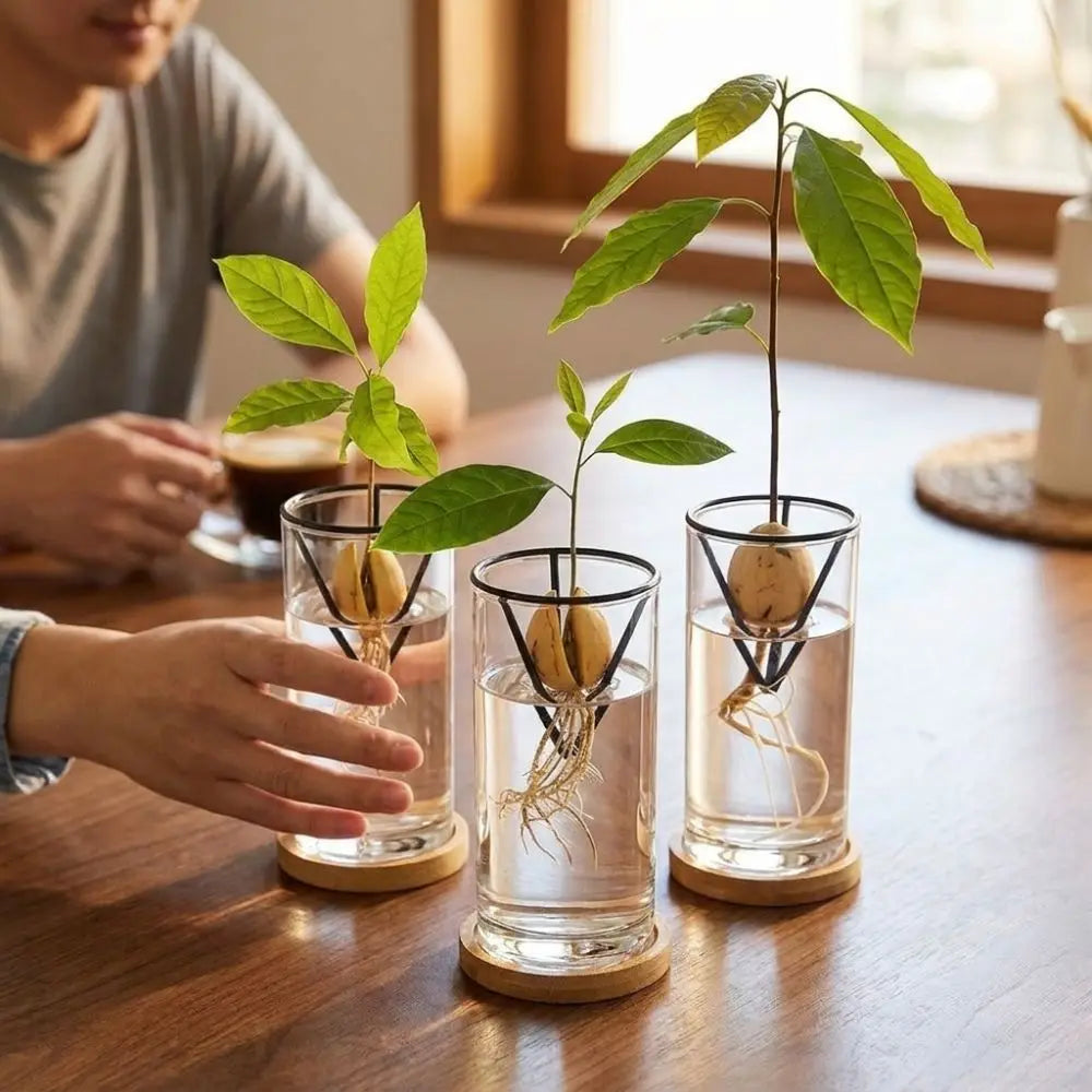 Seed Germination Racks supporting three seeds at different stages of root and shoot growth
