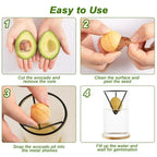 Seed Germination Racks four-step guide for preparing and suspending an avocado seed