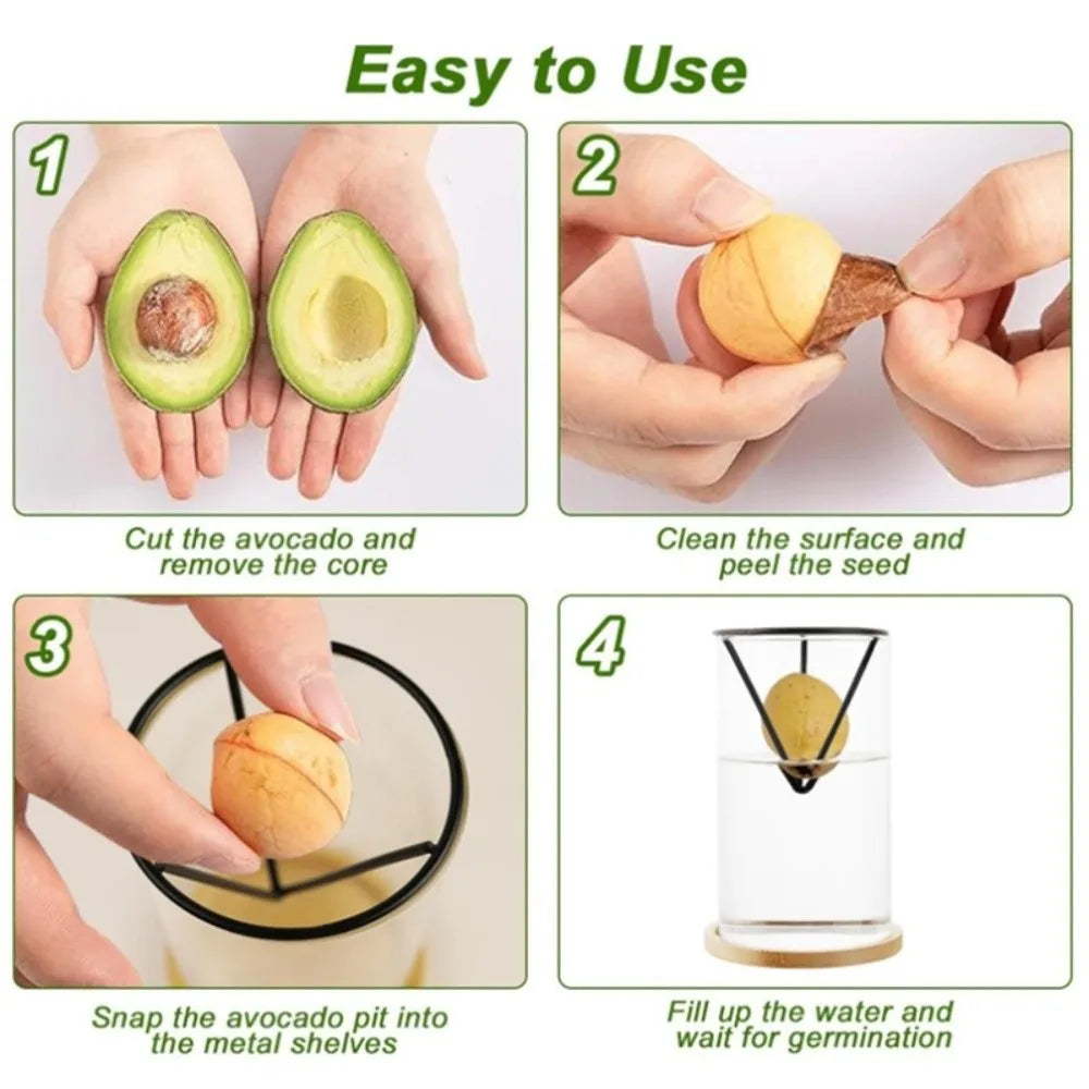Seed Germination Racks four-step guide for preparing and suspending an avocado seed