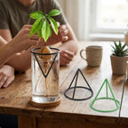 Seed Germination Racks with a black support holding a rooted seed over a clear water glass