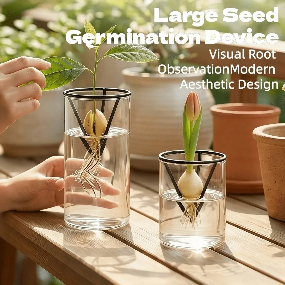 Seed Germination Racks displaying seed germination and visible roots in two clear glasses