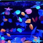 description_selected16