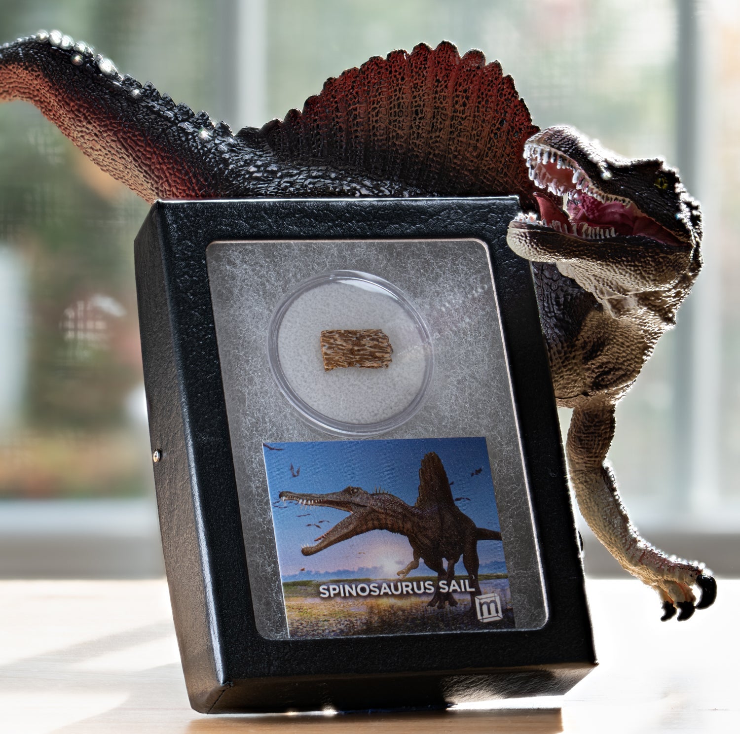 Spinosaurus Sail Fossil