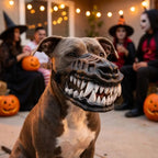 Brown pit bull wearing Werewolf Fangs Dog Mask without blood at a Halloween party with pumpkins